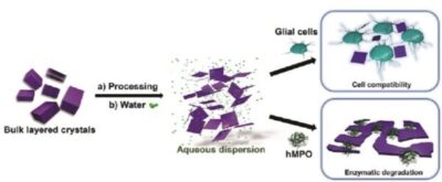 Additive-free Aqueous Dispersions of Two-Dimensional Materials with Glial Cell Compatibility and Enzymatic Degradability